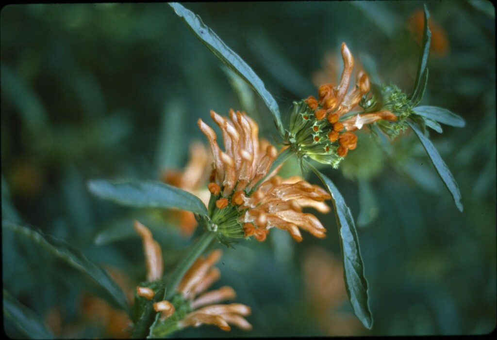 Leonotis leonurus (hero image)