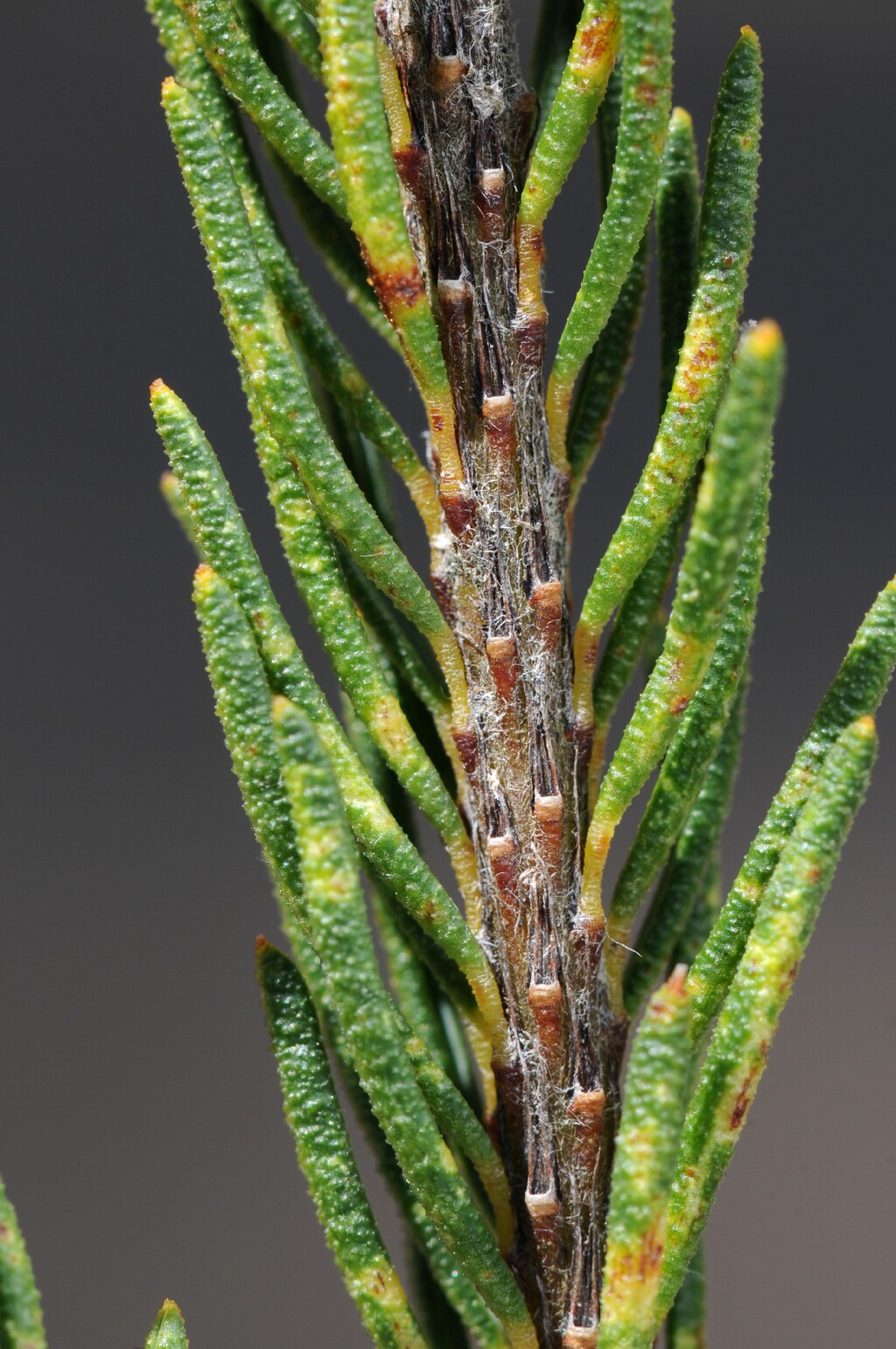 Pultenaea subalpina (hero image)