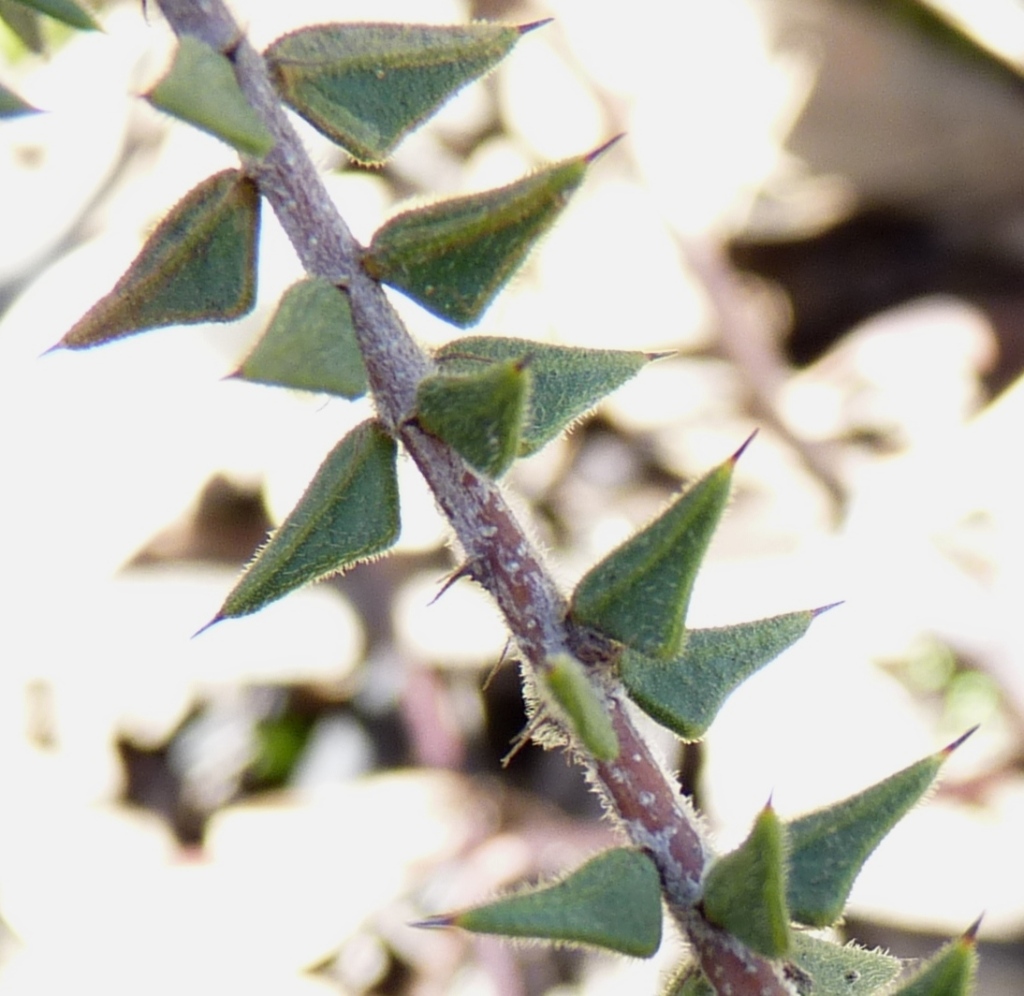 Acacia gunnii (hero image)