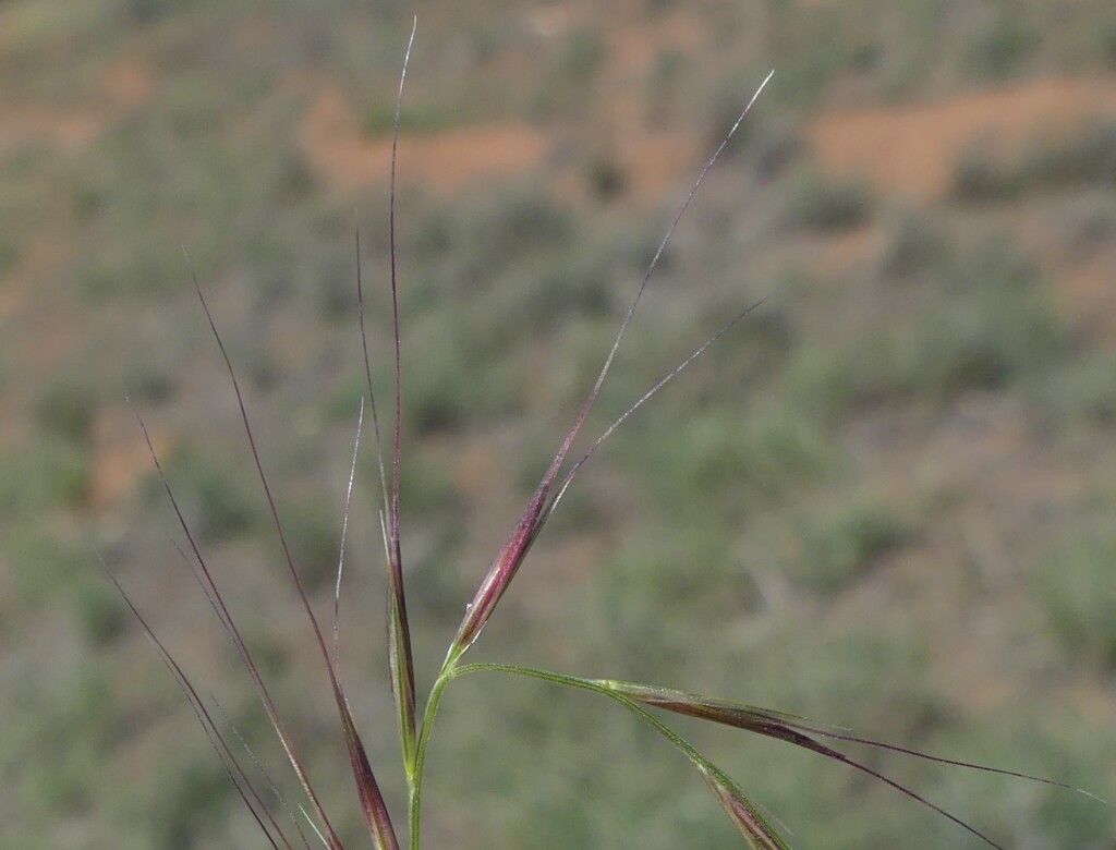 Enteropogon acicularis (hero image)