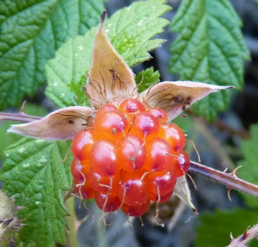 Rubus parvifolius (hero image)