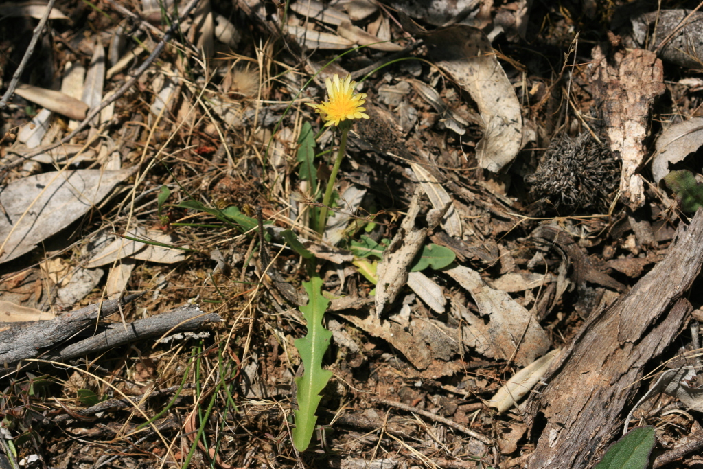 Taraxacum cygnorum (hero image)