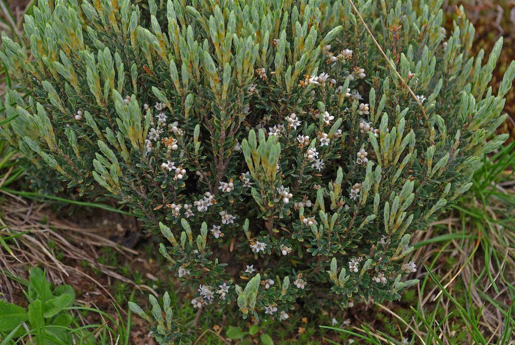 Acrothamnus (hero image)
