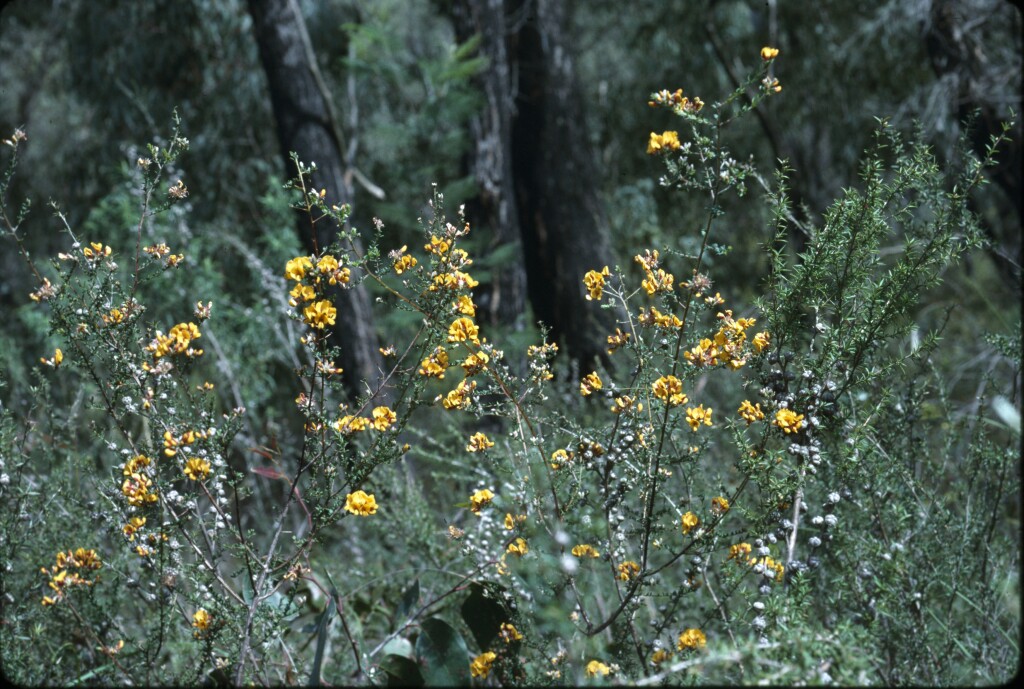 Pultenaea gunnii (hero image)