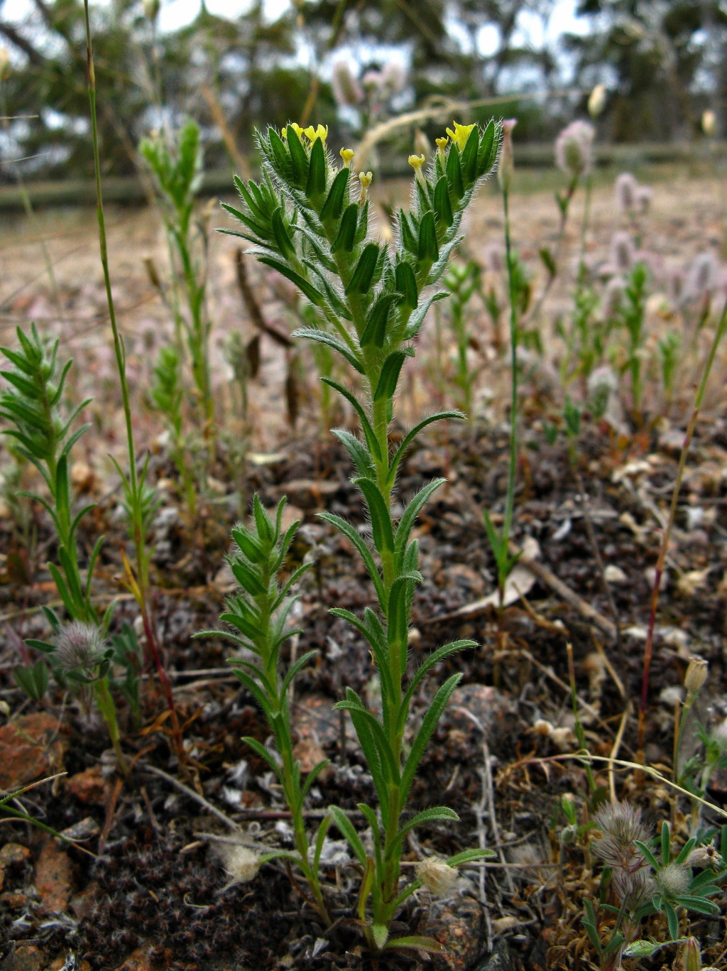 Neatostema apulum (hero image)