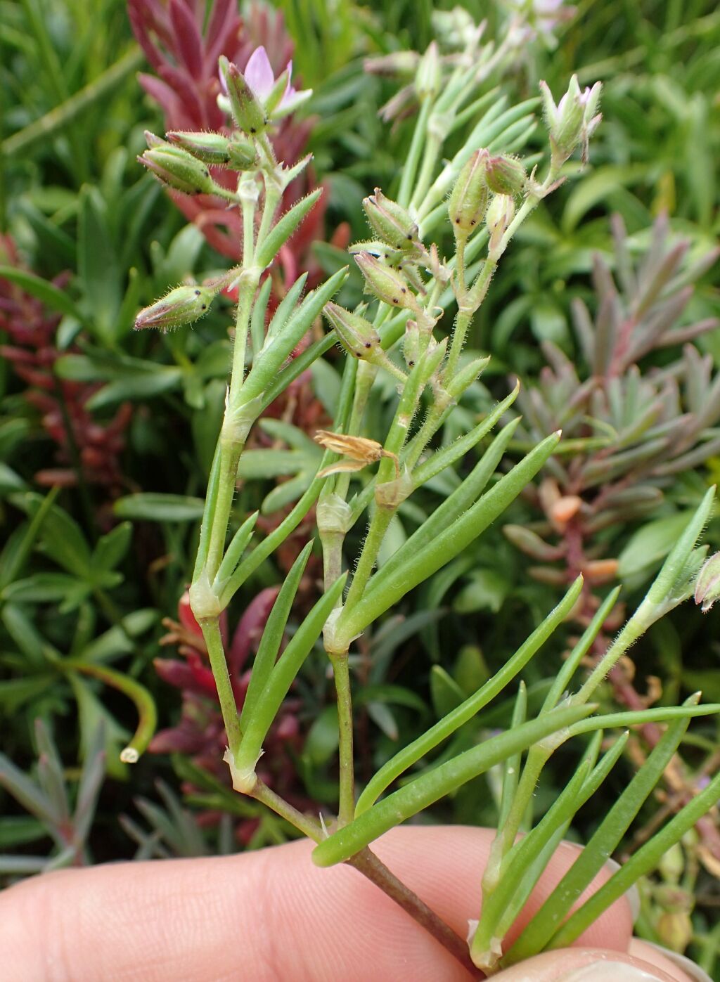 Spergularia marina (hero image)