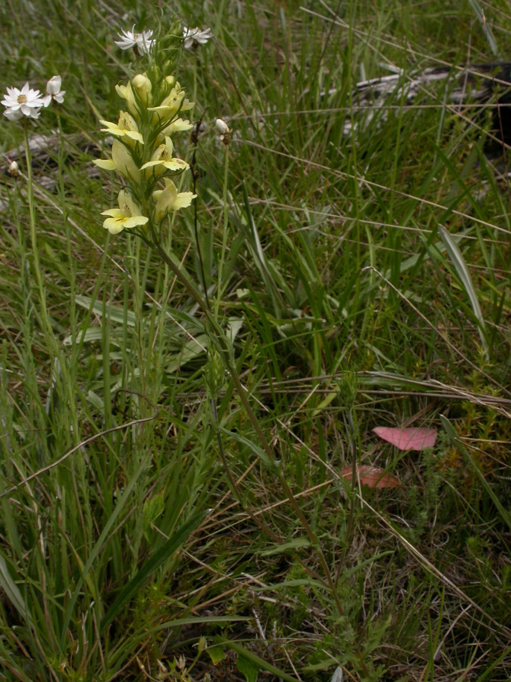 Euphrasia scabra (hero image)