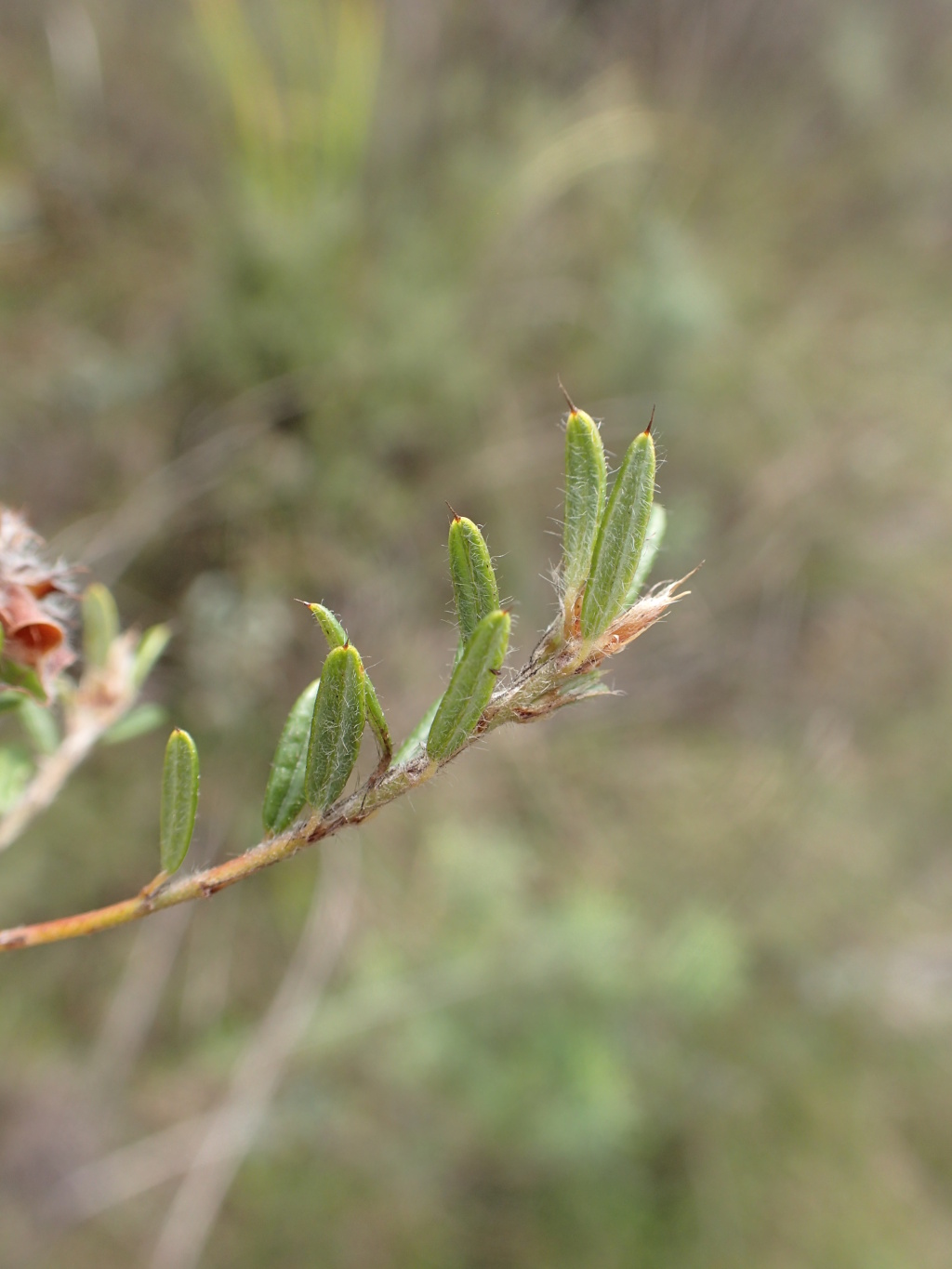 Pultenaea polifolia (hero image)