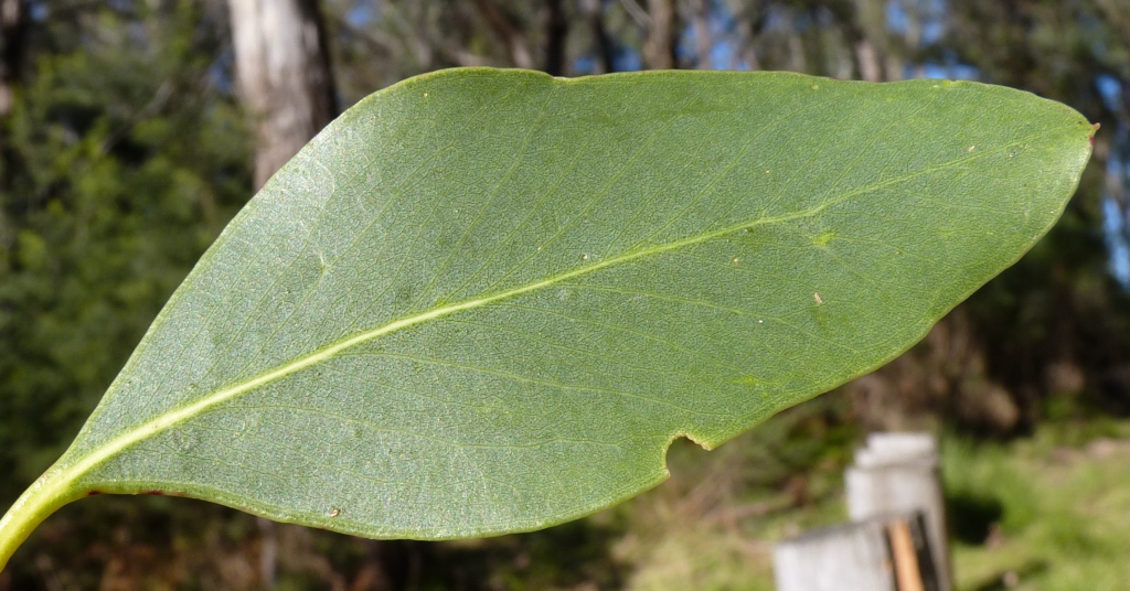 Eucalyptus camphora (hero image)