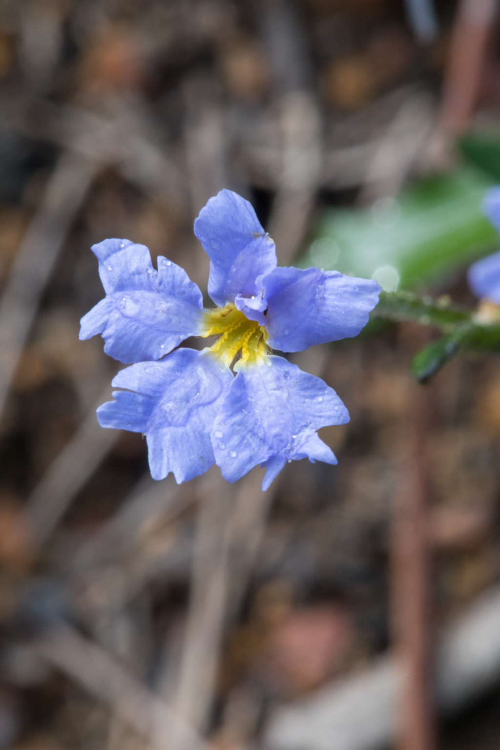 Dampiera stricta (hero image)