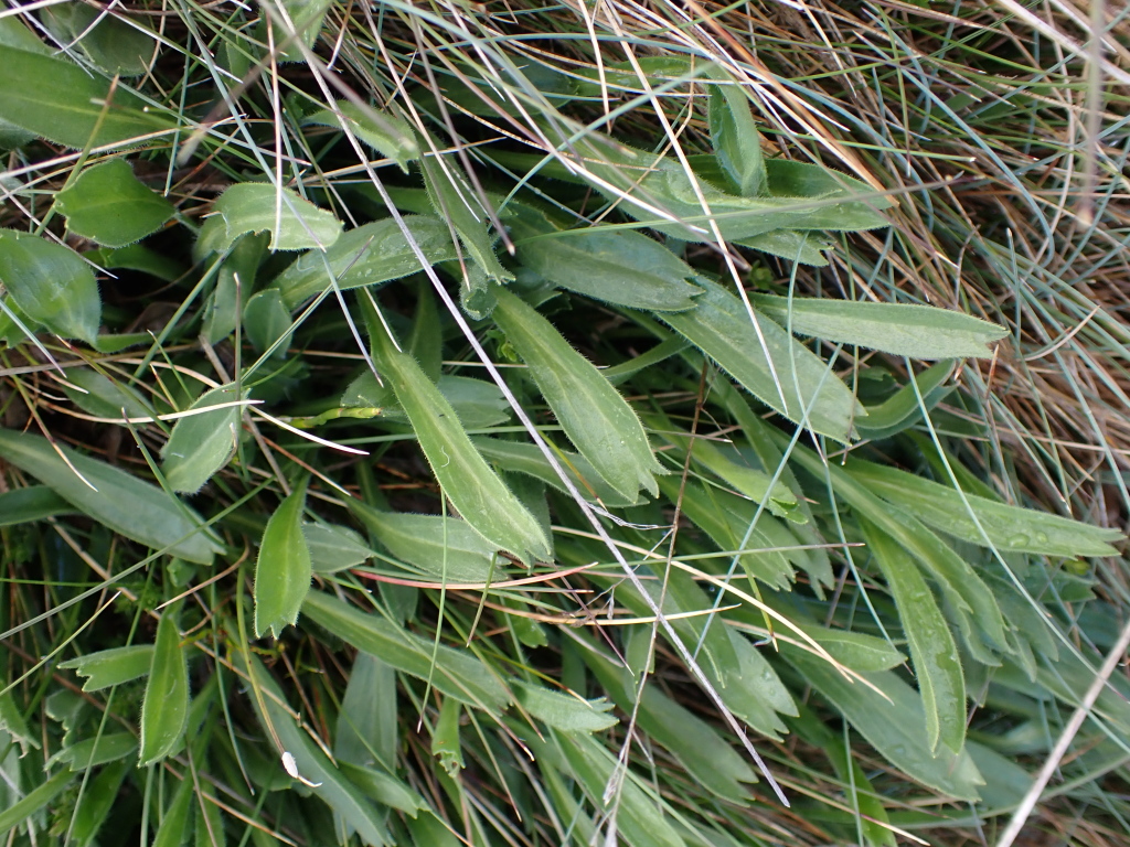 Calotis pubescens (hero image)