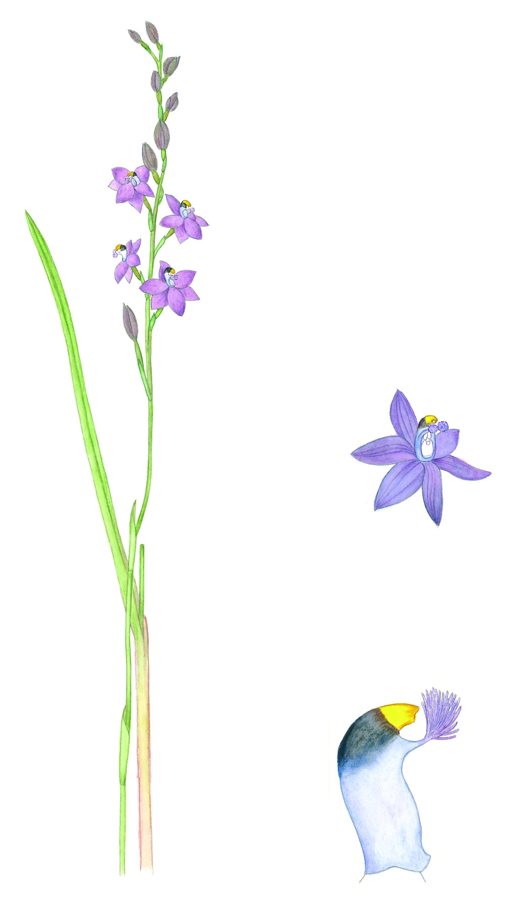 Thelymitra malvina (hero image)