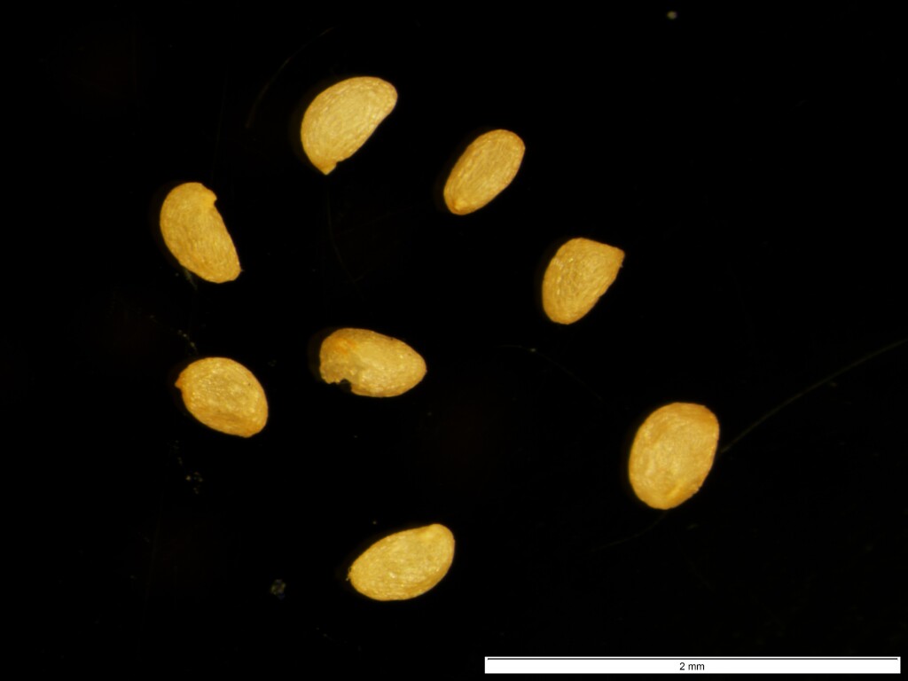 Epacris celata (hero image)