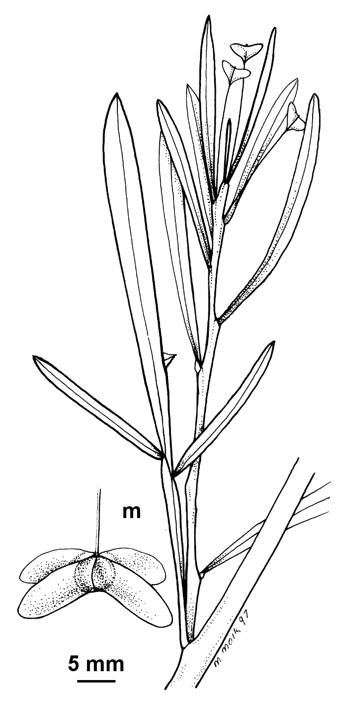 Dodonaea heteromorpha (hero image)