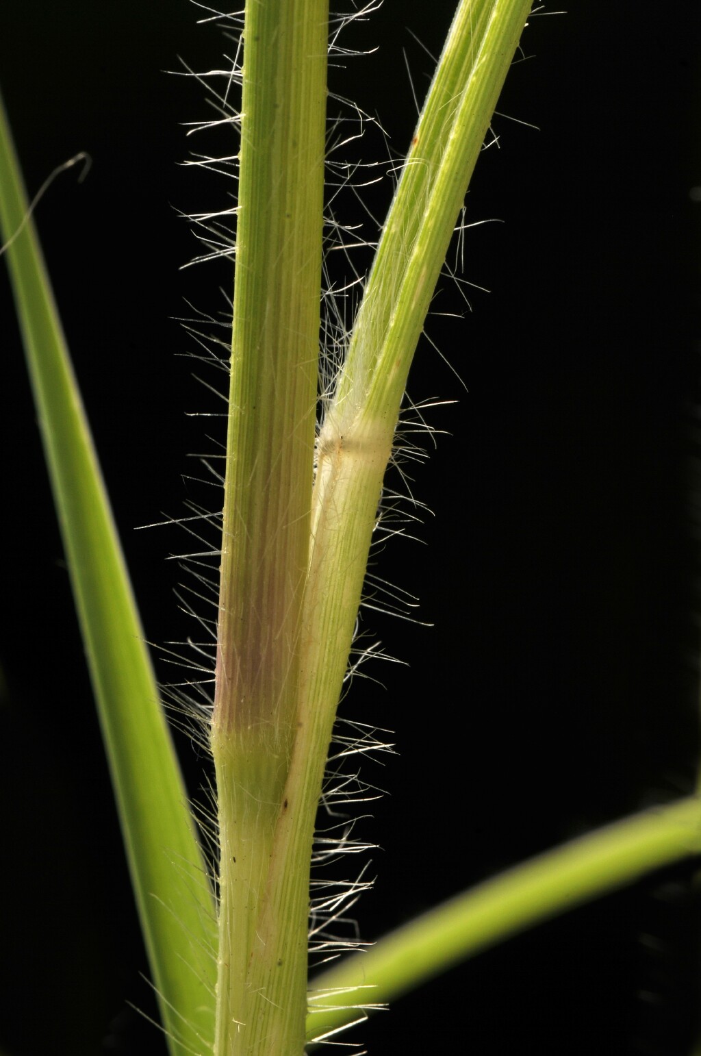 Panicum effusum (hero image)