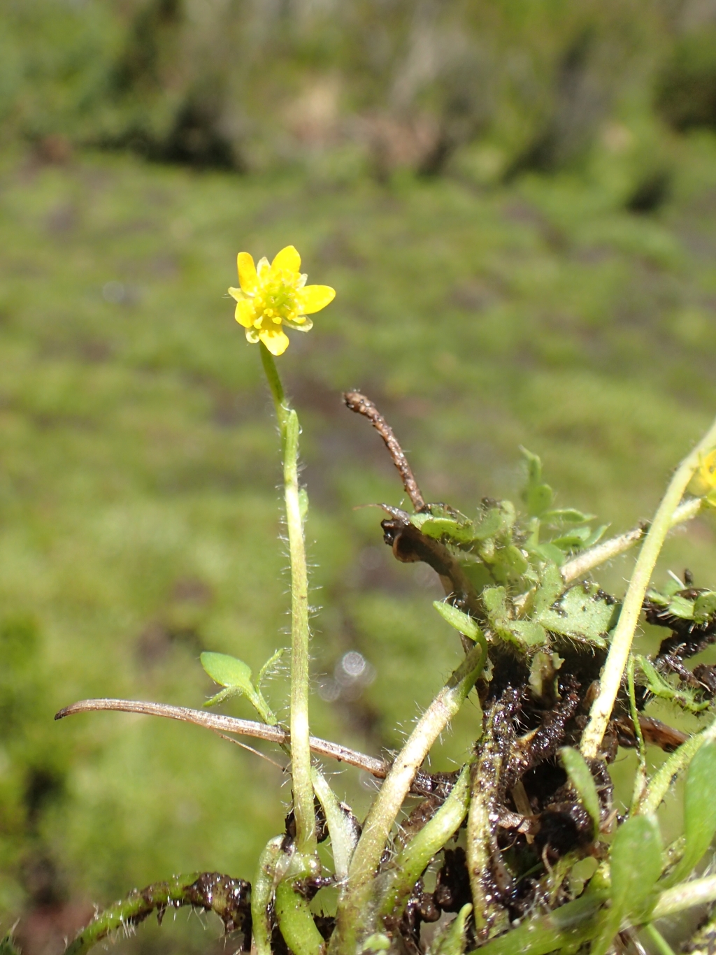 Ranunculus pimpinellifolius (hero image)
