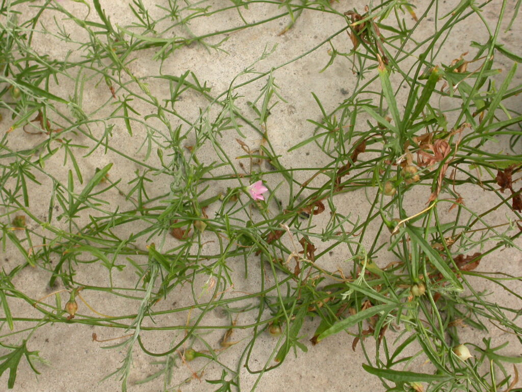 Convolvulus wimmerensis (hero image)