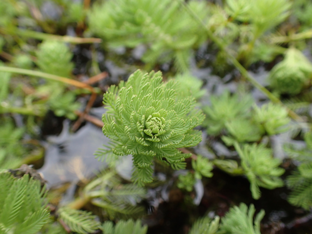 Myriophyllum aquaticum (hero image)