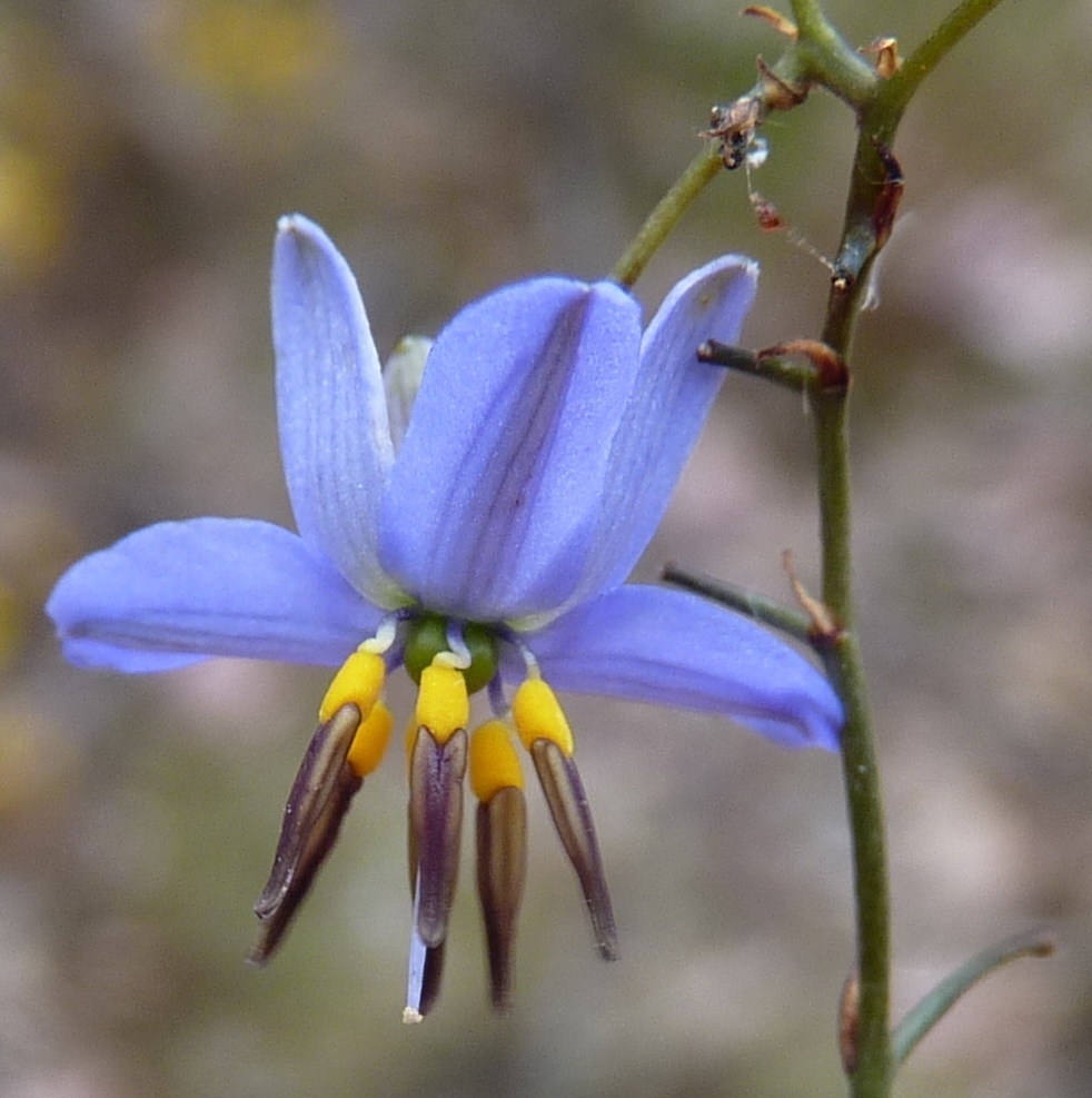 Dianella revoluta (hero image)