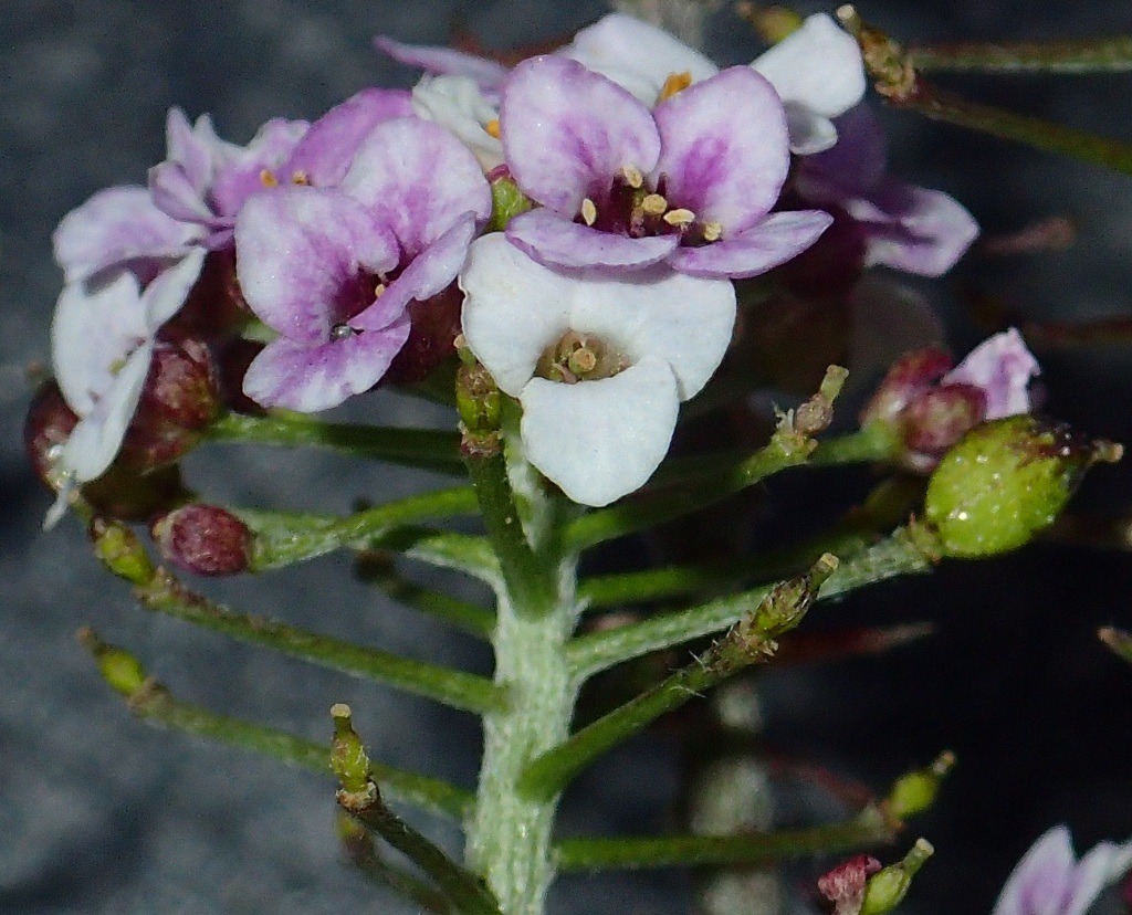 Lobularia maritima (hero image)