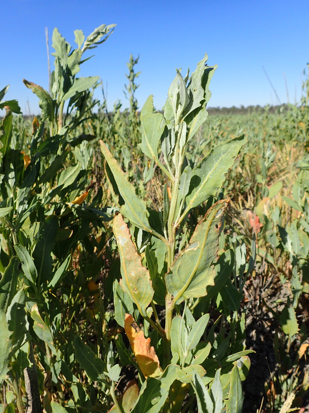 Atriplex australasica (hero image)