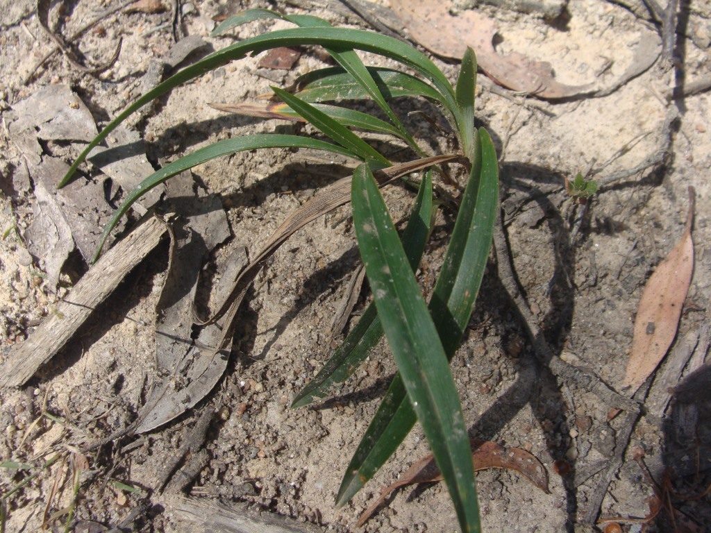 Dianella sp. aff. caerulea (West Gippsland) (hero image)