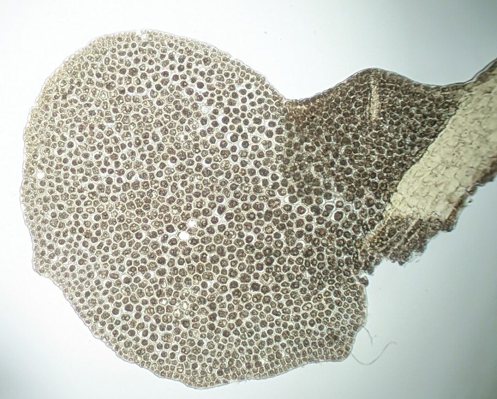 Radula (hero image)