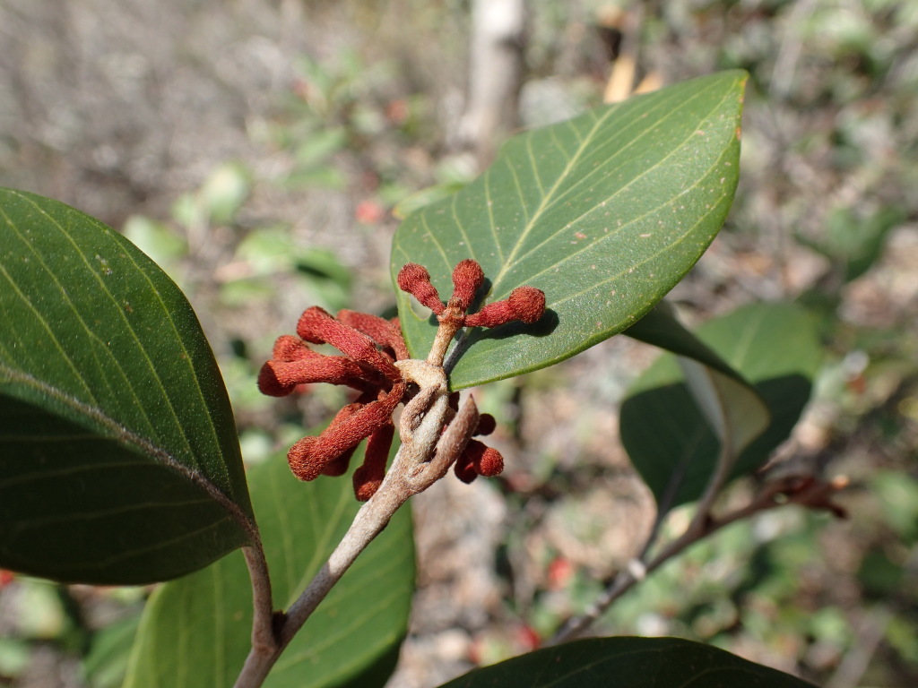 Grevillea burrowa (hero image)