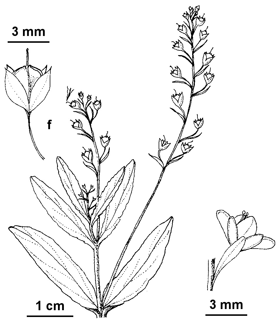 Veronica catenata (hero image)