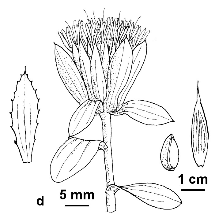 Carthamus tinctorius (hero image)