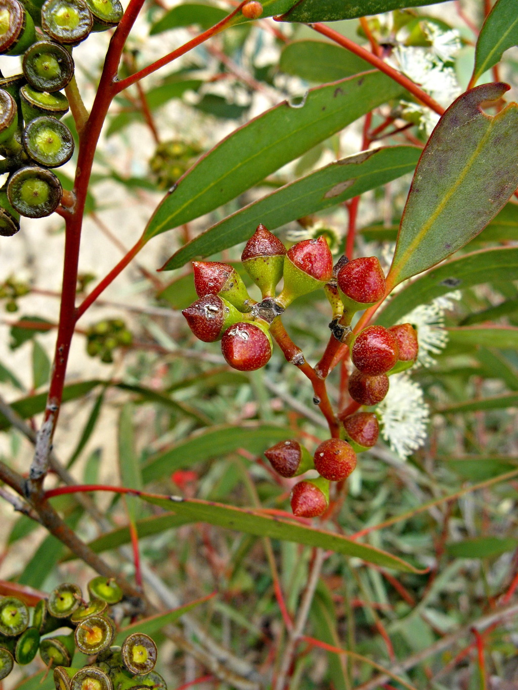 Eucalyptus diversifolia subsp. diversifolia (hero image)