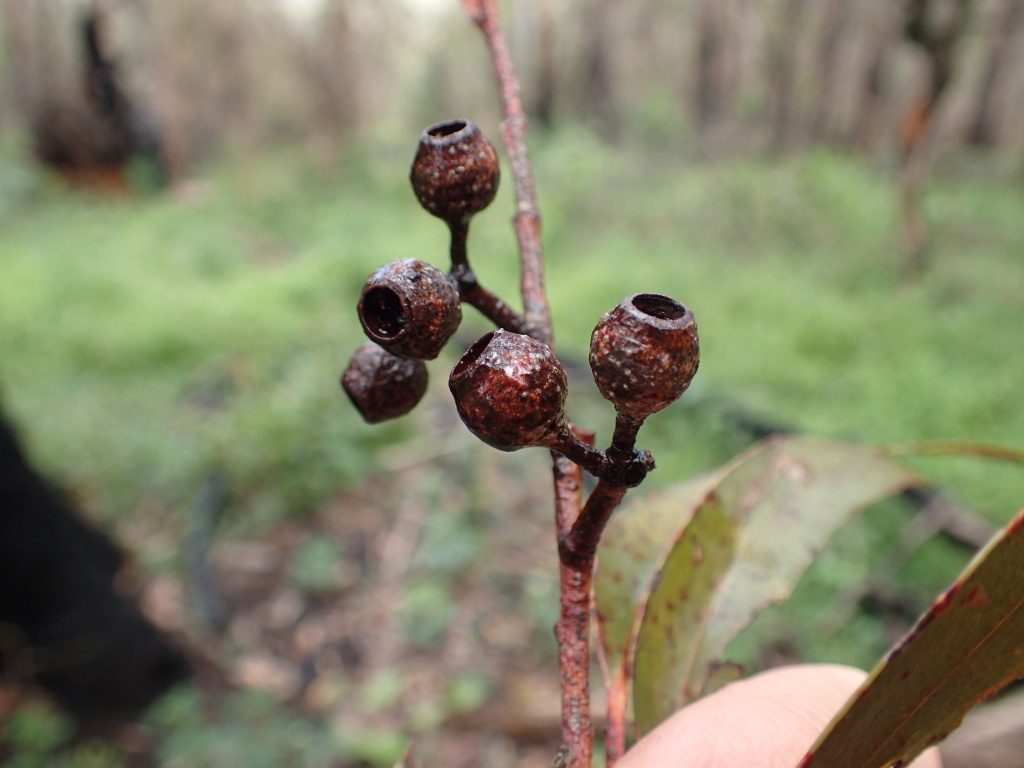 Eucalyptus fraxinoides (hero image)