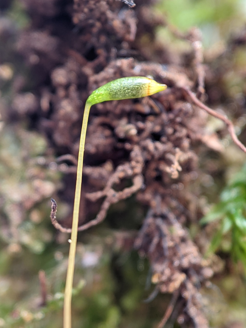 Rhizogoniaceae (hero image)