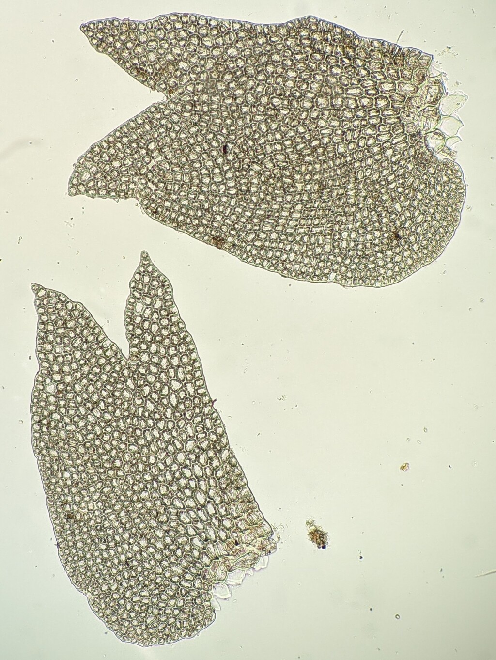 Acromastigum (hero image)