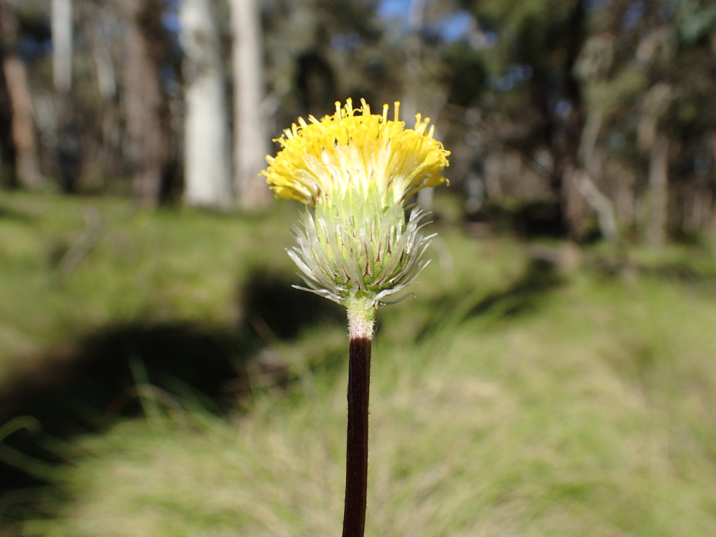 Leptorhynchos elongatus (hero image)