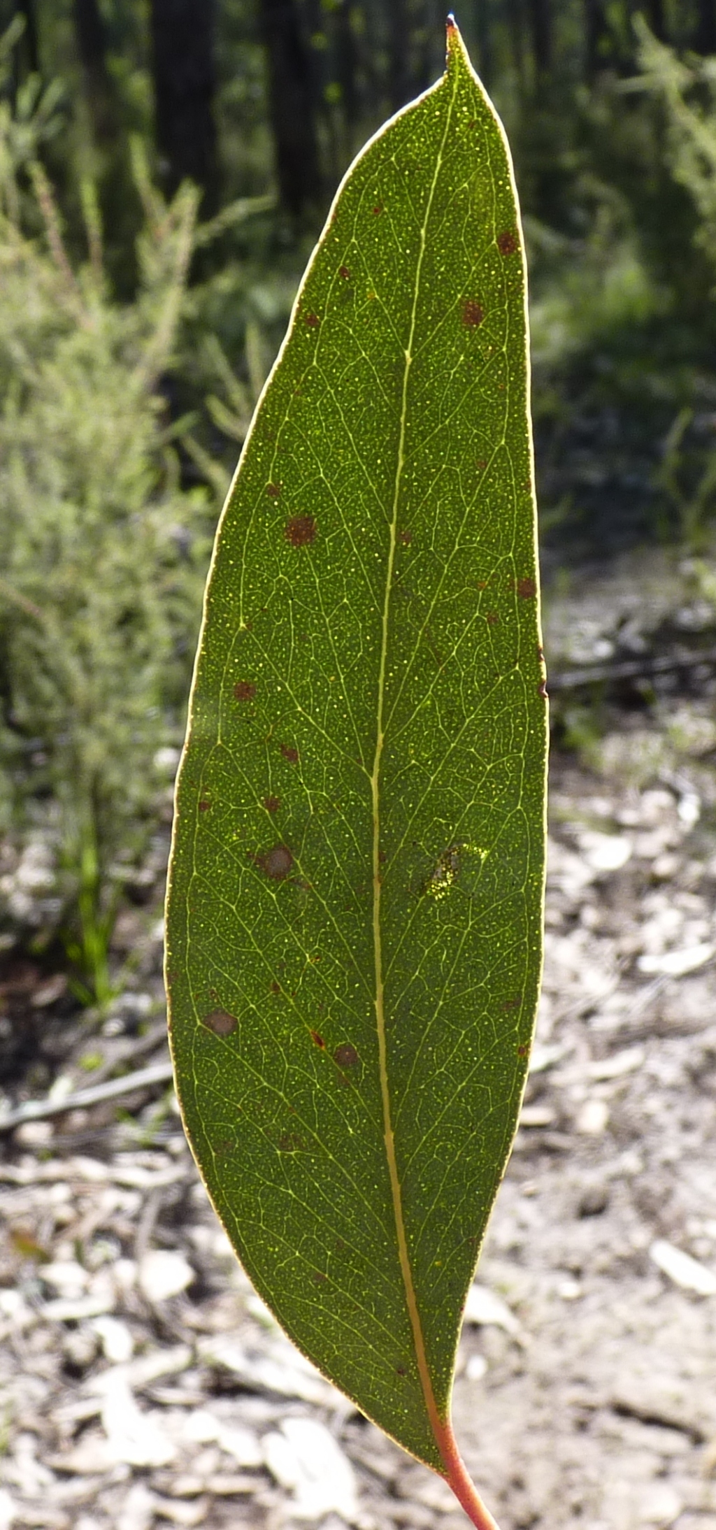 Eucalyptus macrorhyncha (hero image)