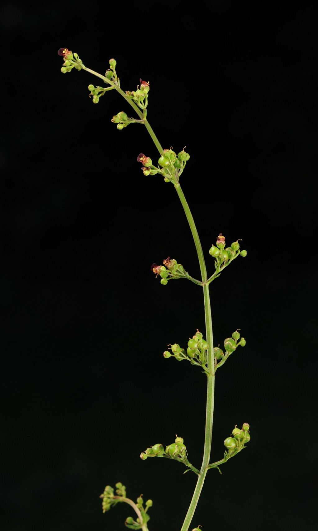 Scrophularia auriculata (hero image)