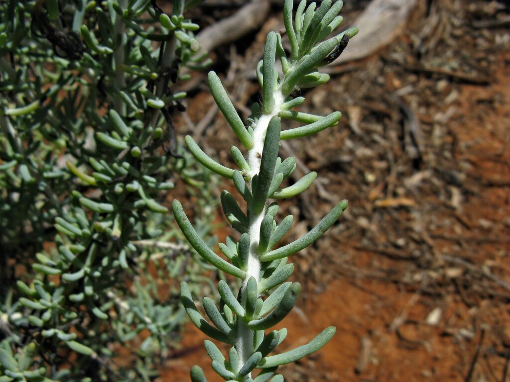 Maireana pentatropis (hero image)