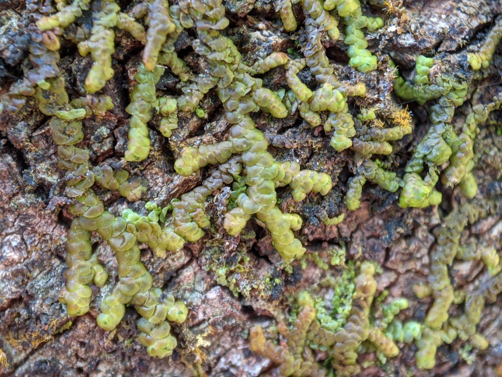 Frullania falciloba (hero image)