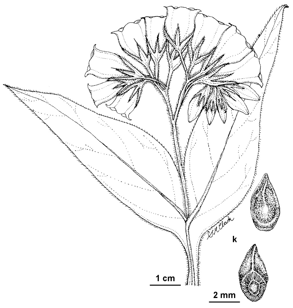 Symphytum officinale subsp. officinale (hero image)