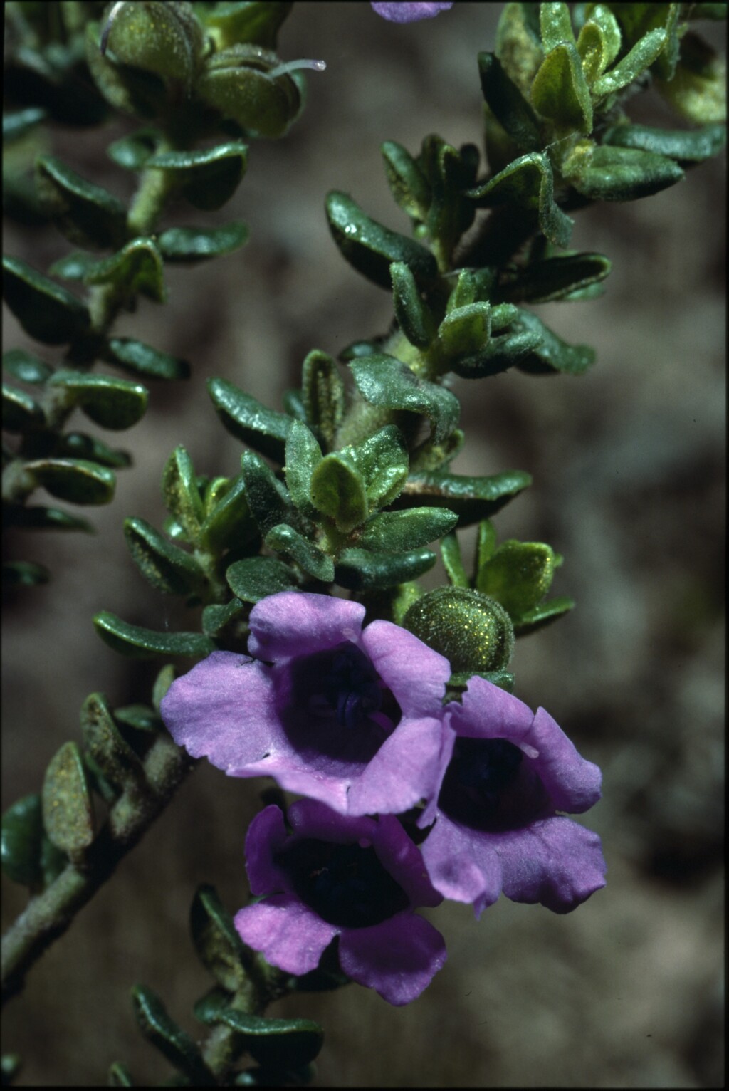 Prostanthera rhombea (hero image)