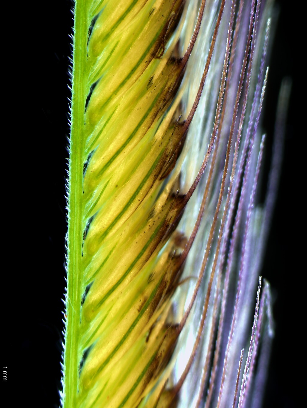 Chloris virgata (hero image)