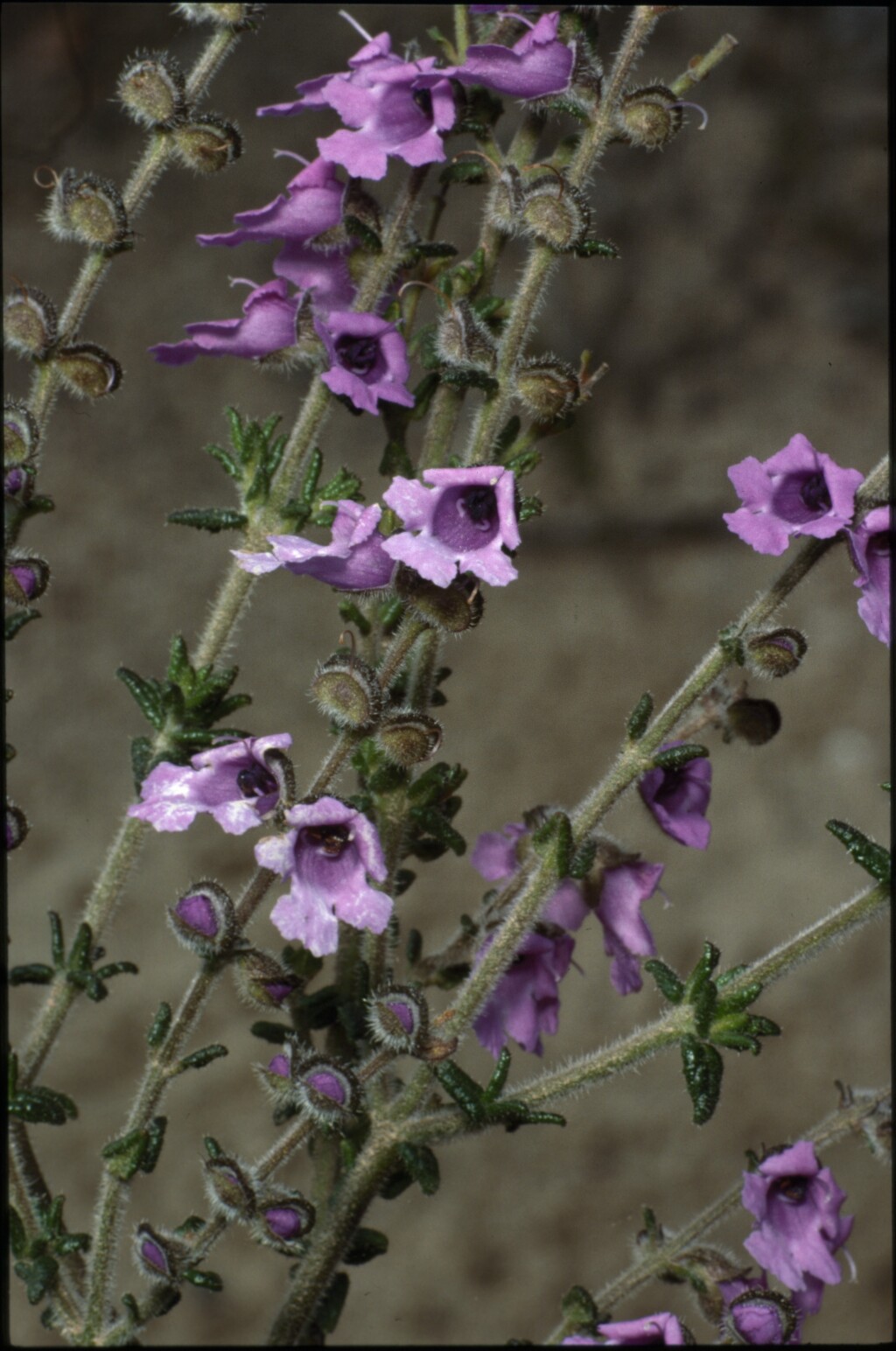 Prostanthera hirtula (hero image)