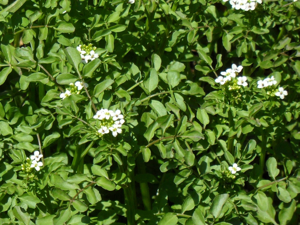 Nasturtium microphyllum (hero image)