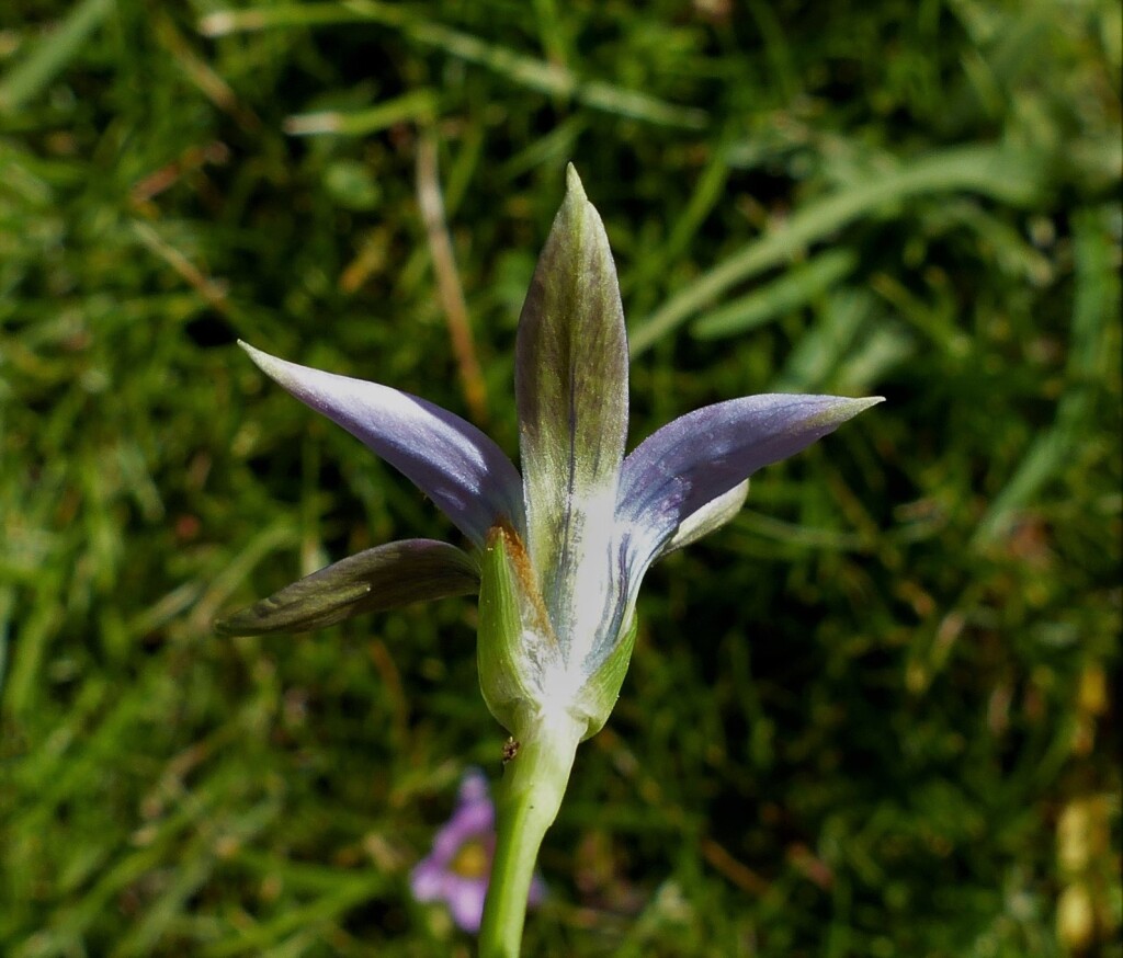Romulea rosea (hero image)