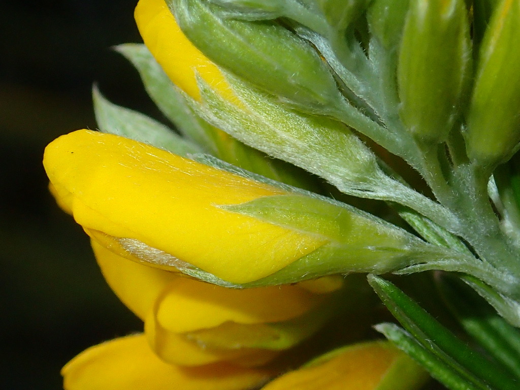 Genista linifolia (hero image)