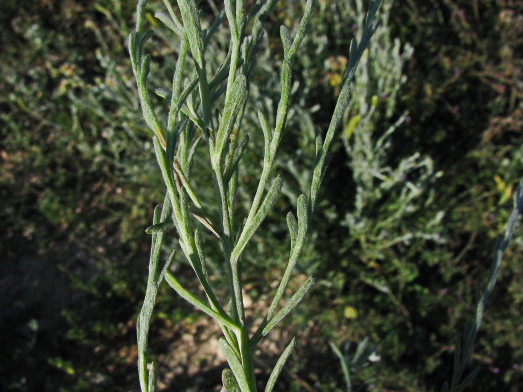 Angianthus tomentosus (hero image)