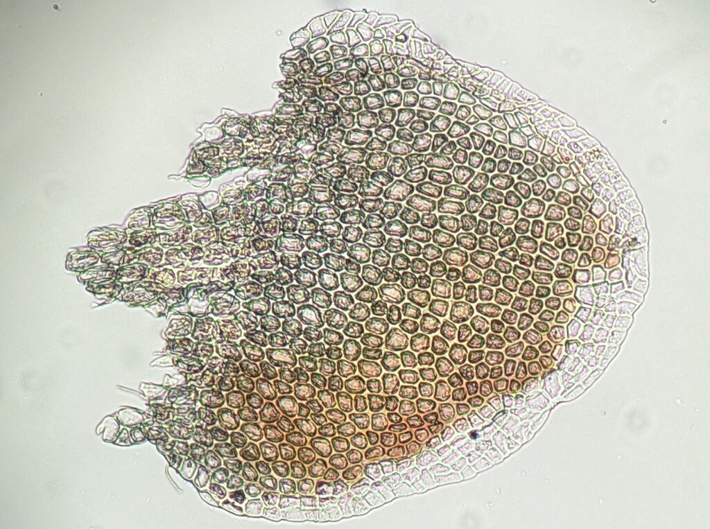 Syzygiella teres (hero image)