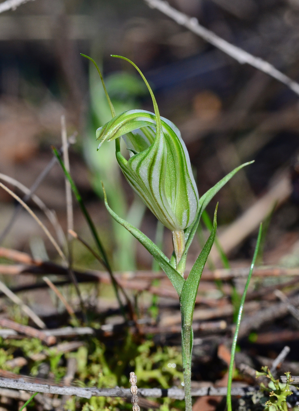 Pterostylis robusta (hero image)