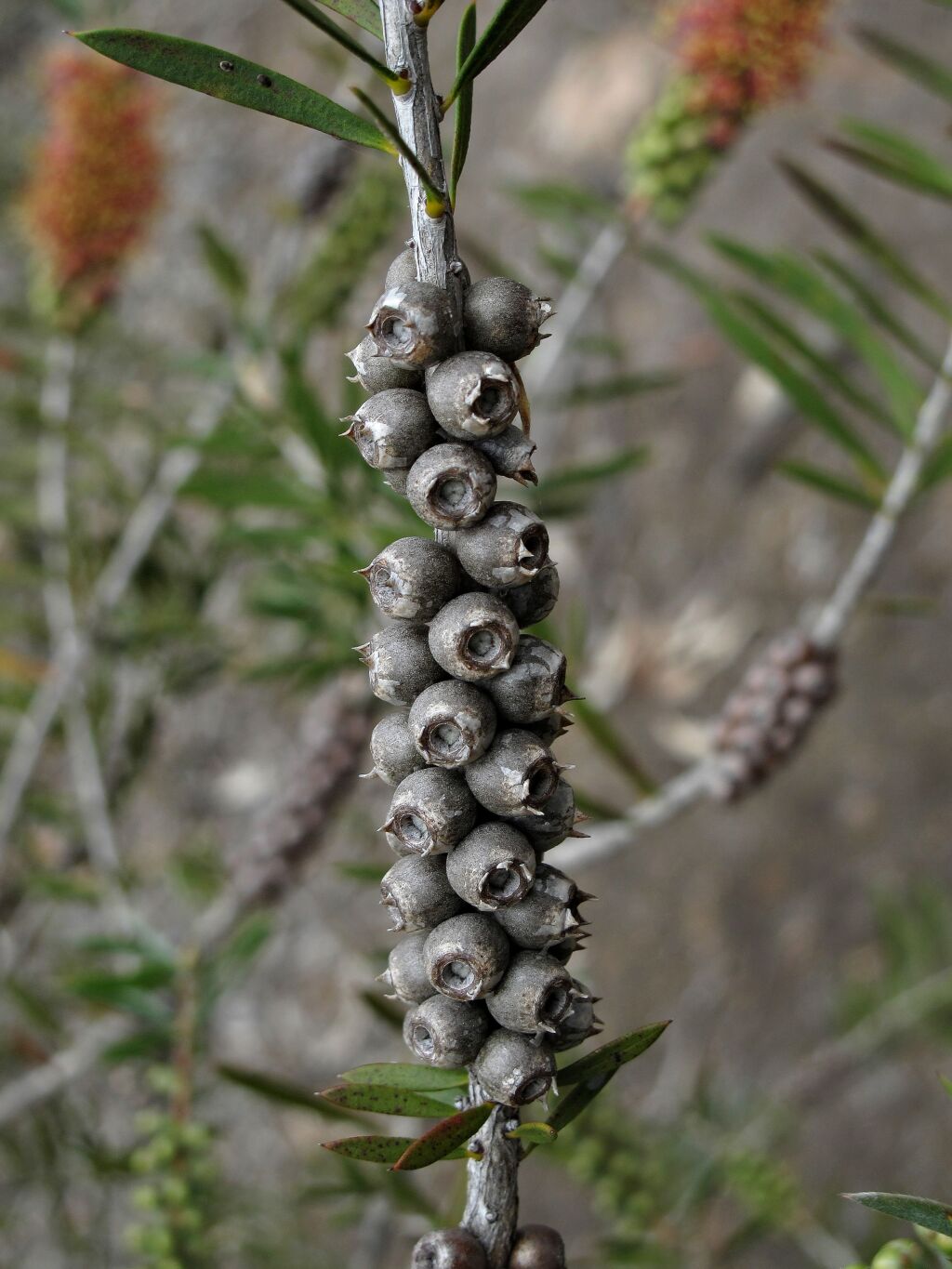 Callistemon rugulosus (hero image)